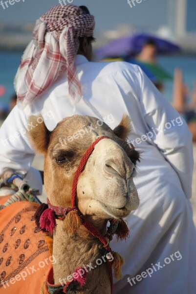 Abu Dhabi Dubai Emirates Orient Camel