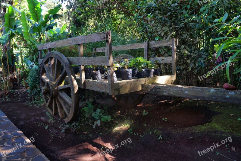 Nature Wood Cart Nursery Flowers