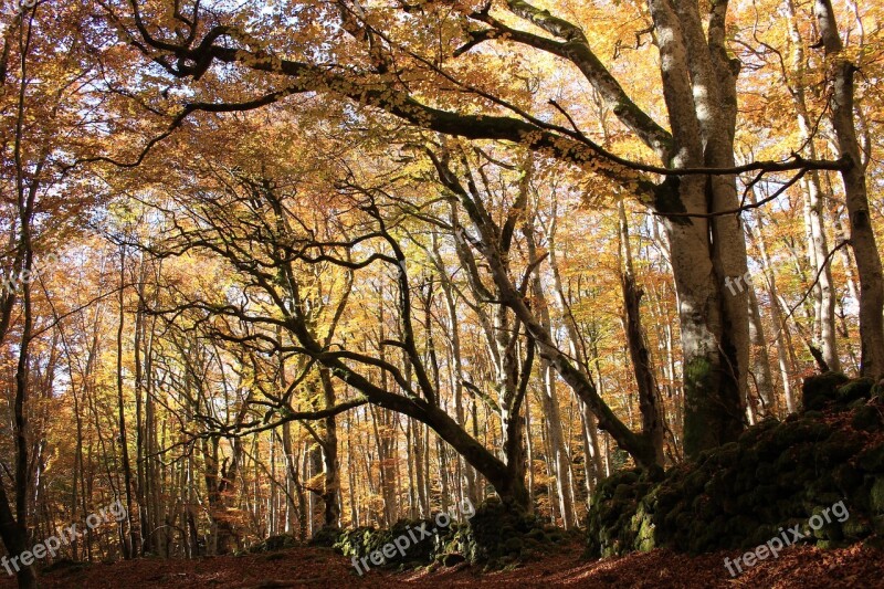 Forest Fall Magic Celtic Mystical