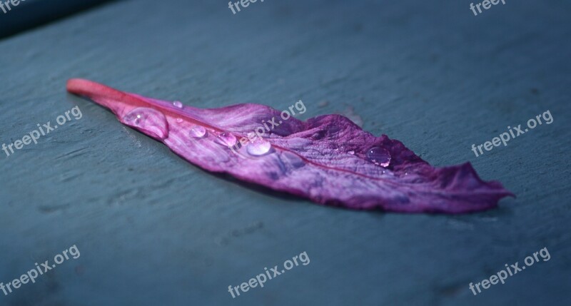 Leaf Droplet Water Wet Plant