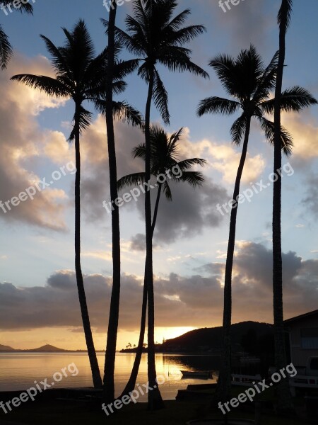 Hawaii Vacations Palm Trees Sea Travel