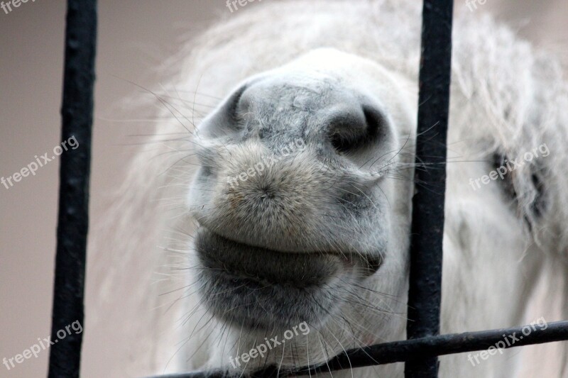 Pony Snout Small Horse White Pony Zoo