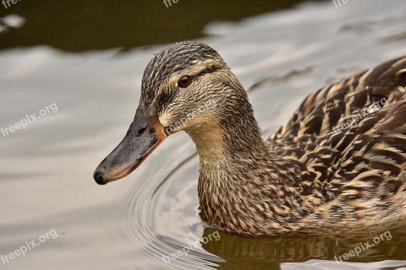 Birds Lake Animal Duck Bird