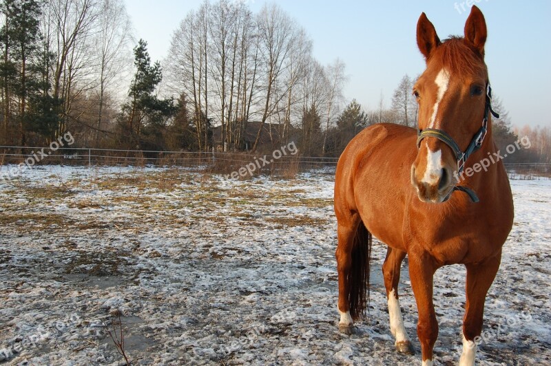 The Horse Winter Pasture Land Snow Tree