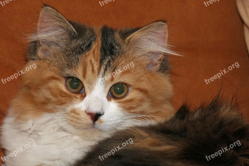 Cat Pet Domestic Cat Kitten Young Cat