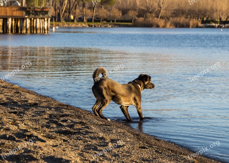 Dog Lake Sunset Hunting Trained Dog