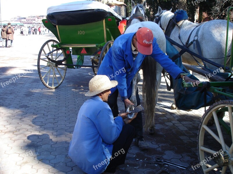 Shoeing Marrakesh Horse Carriage Hire