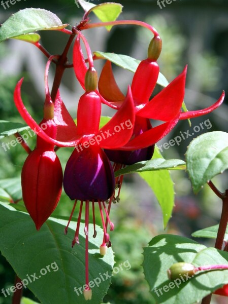 Fuschia Red Flower Purple Colorful