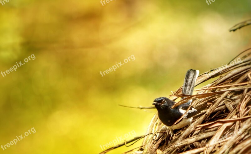 Robin Sparrow Bokah Bird Nature