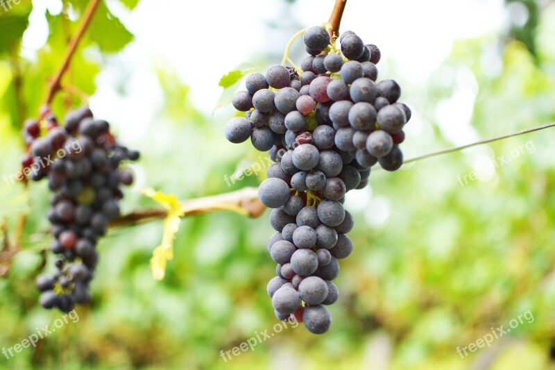 Wine Uva Vineyard Vine Free Photos