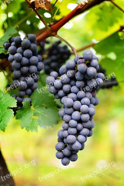 Wine Uva Vineyard Vine Free Photos