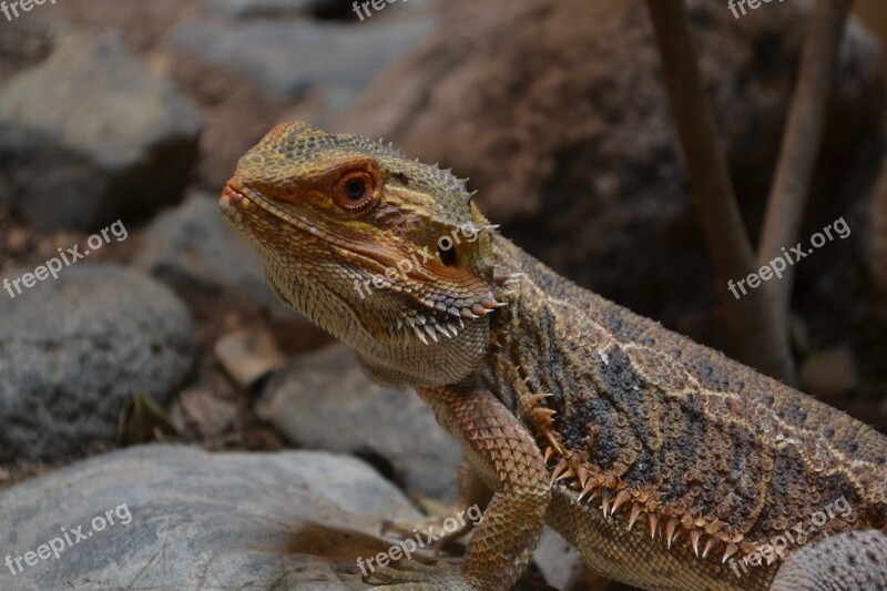 Reptile Dragon Animal Portrait Free Photos