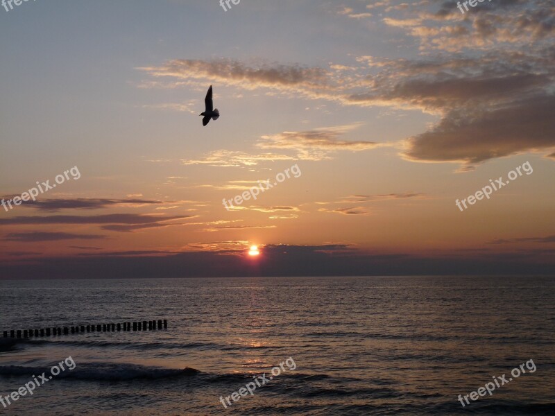 Baltic Sea Kołobrzeg Seagull Kolobrzeg Poland