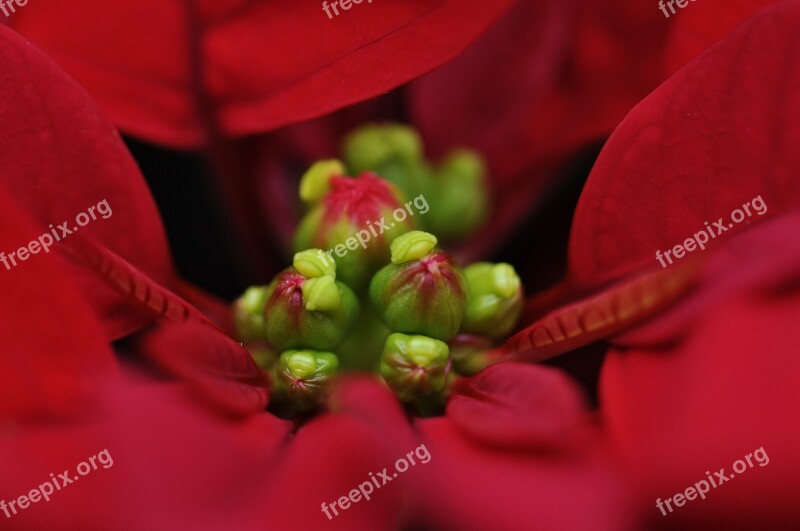 Flower Red Poinsettia Plant Red Petals