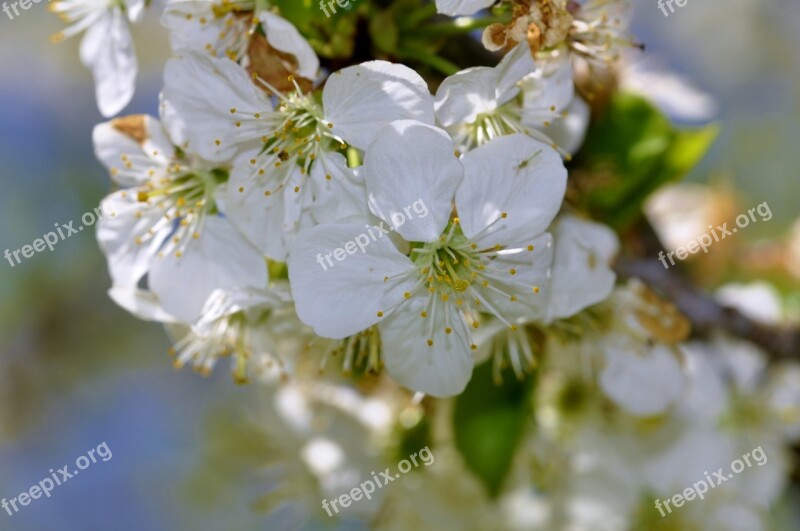 Flowers Tree Spring Apple Flowering Trees