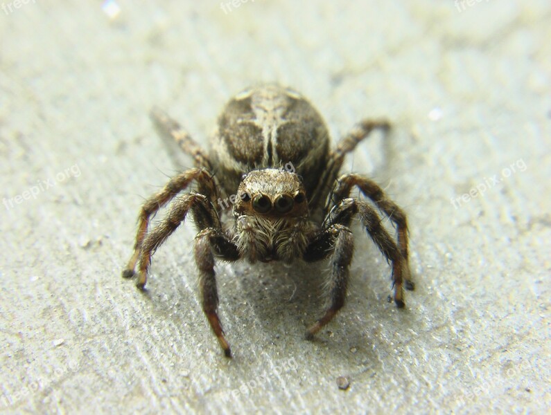 Jumping Spider Spider Insect Free Photos