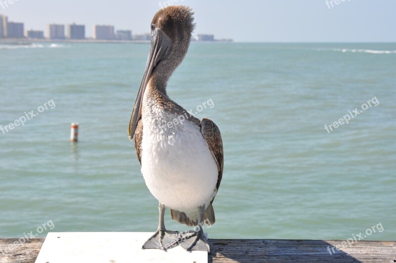 Florida Pelican Ocean Boardwalk Dock