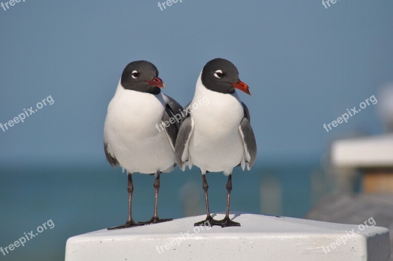 Birds Florida Ocean Beach Dock