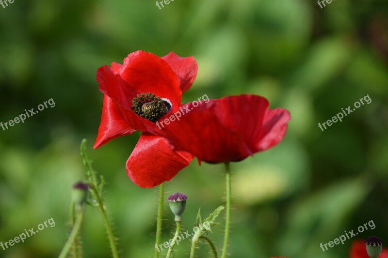 Poppy Poppy Flower Summer Red Free Photos