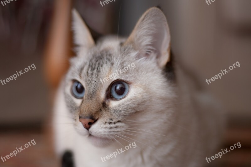 Cat Animal Domestic Cat Cat's Eyes Sweet