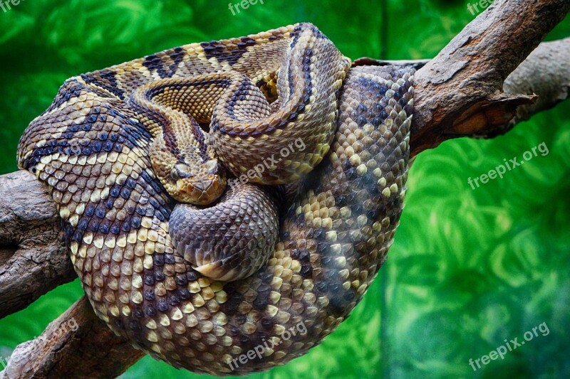 Rattlesnake Snake Scales Zoo Wild Life