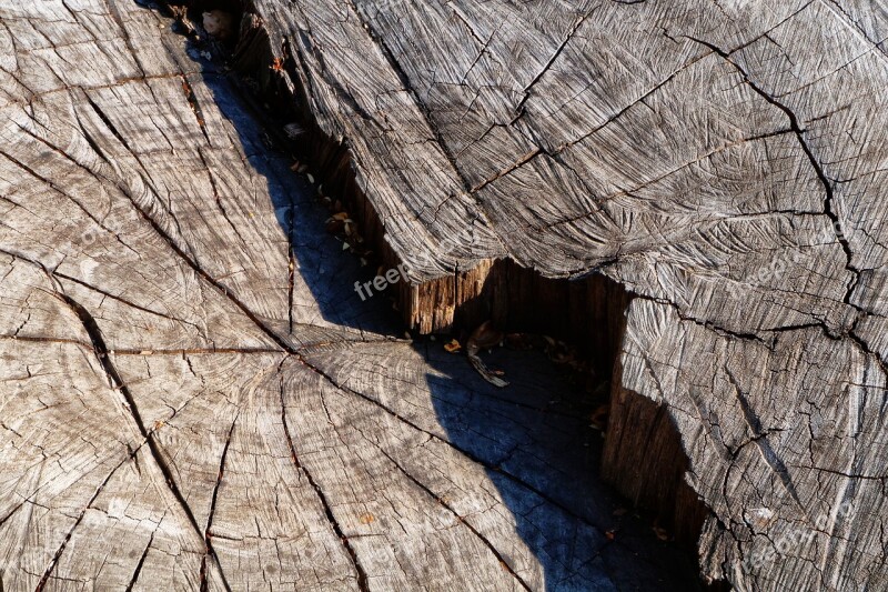 Textures Tree Bark Trunk Nature