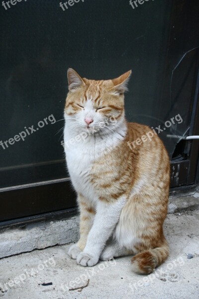 Street Cat Weariness Street Grief Godanham