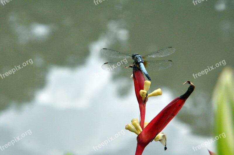 Damselfly Dragonfly Park Insect Nature