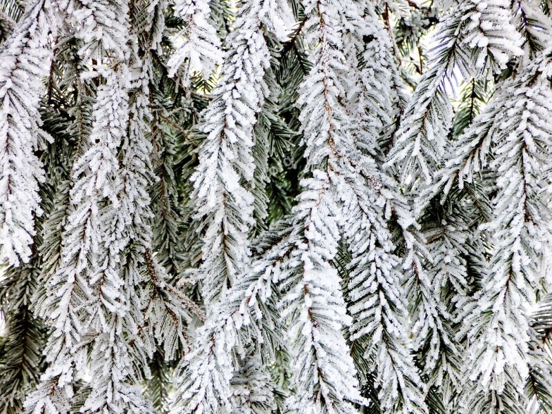 Winter Bough Rime Forest Holidays