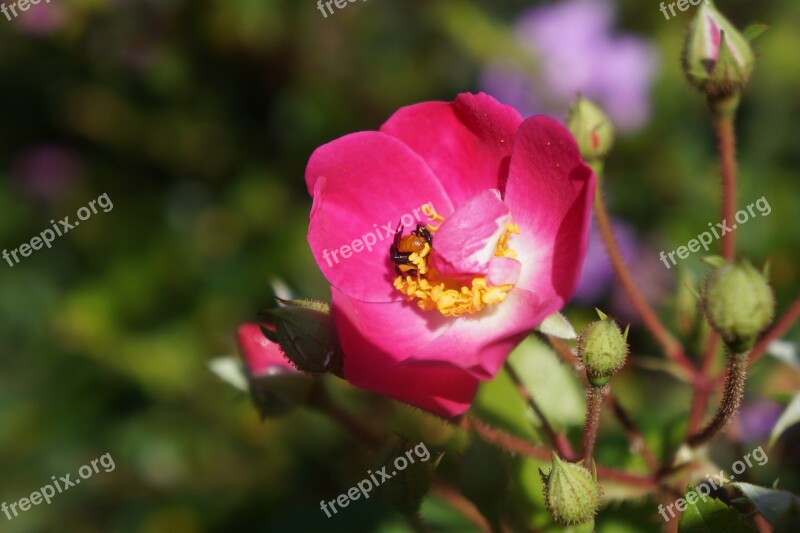 Flowers Nature Bee Tulip Pollination