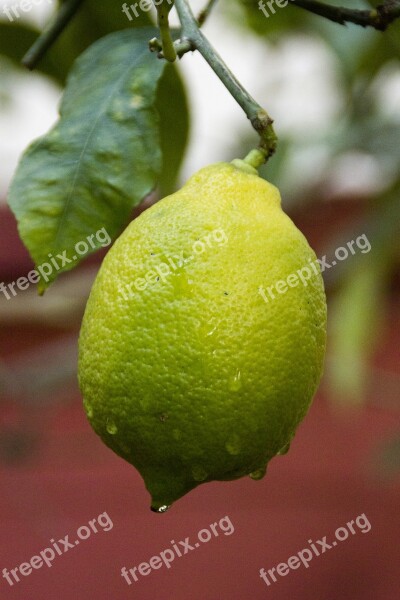 Lemon Tree Garden Fruit Tree Green