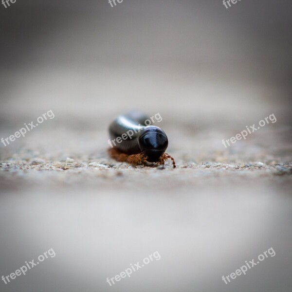 Millipede Small Rains Macro Animal