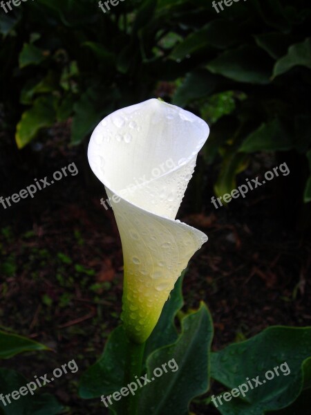 Calla Alocasia Spathe White Flower