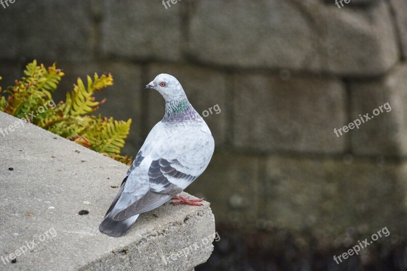 Pigeon City Bird Animal Animals