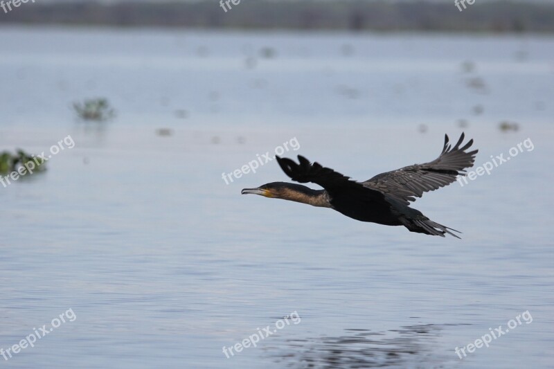 Kenya Lake Bird Nature Pond