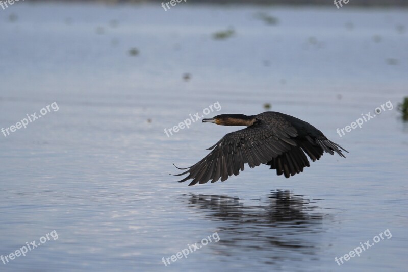 Kenya Bird Lake Hunter Of Images Animal