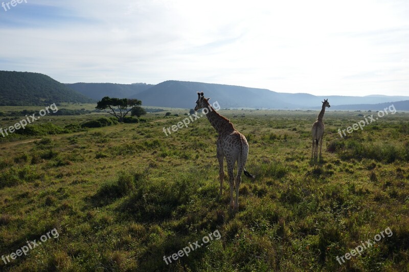 Giraffe Kariega Safari South Africa Animals