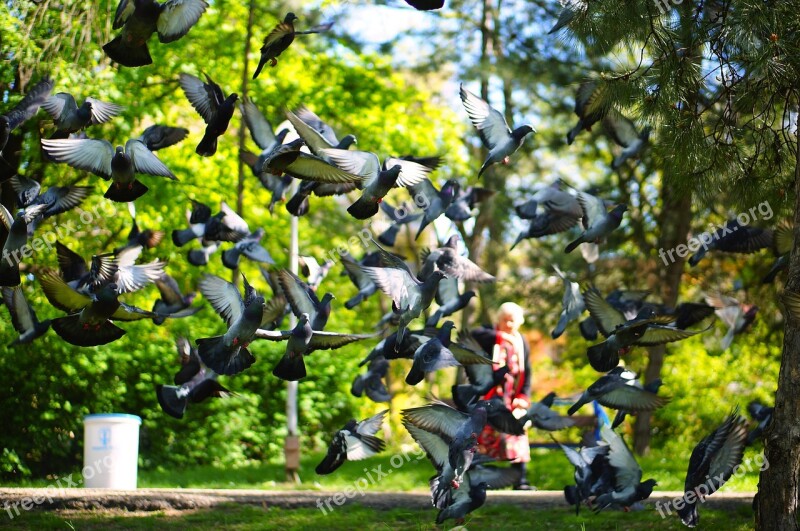 Pigeons Flock Flying Birds Ruse Park