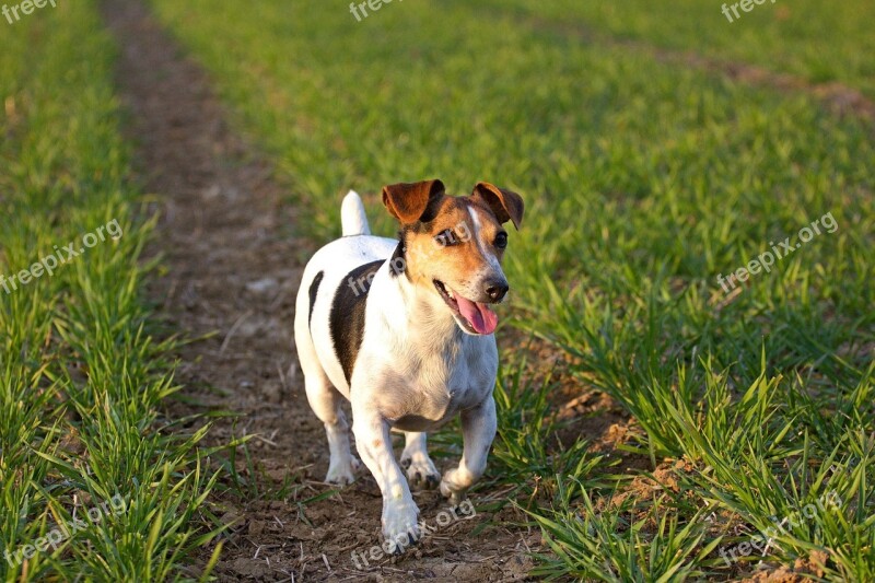 Jack Russel Dog Outdoor Dog Free Photos