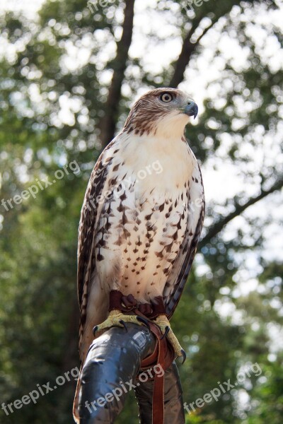 Hawk Red-tailed Hawk Bird Raptor Animal