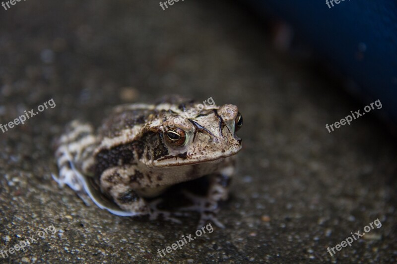 Toad Amphibian Water Brown Animal