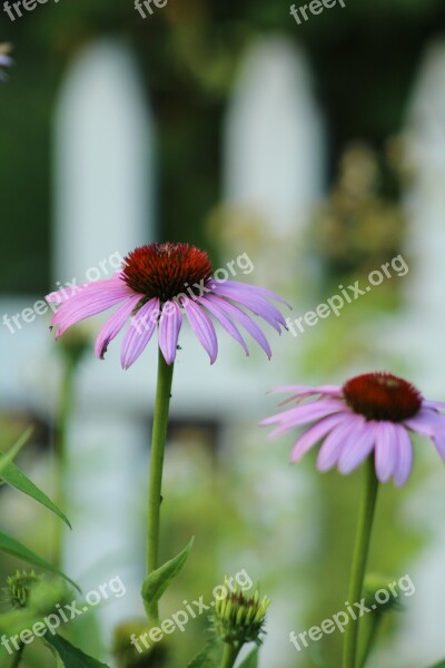 Purple Flower Picket Fence White