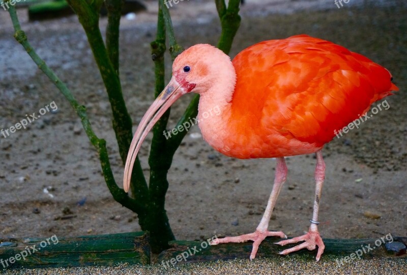 Flamingo Birds Red New Ibis Pink Feather