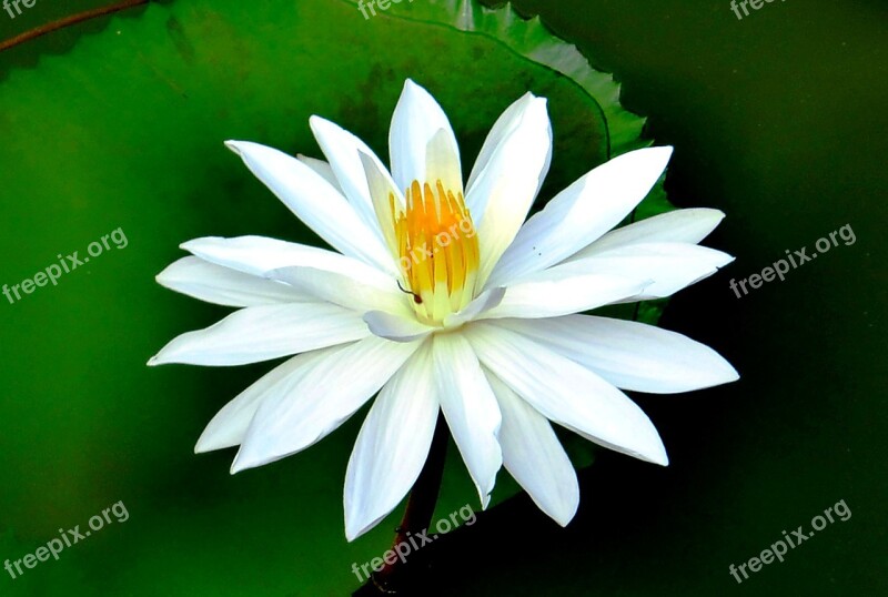 Water Lily Flower Aquatic Plant Blossom Bloom