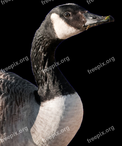 Canada Goose Goose Bird Cutout Free Photos