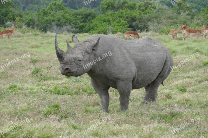 Rhinoceros Kariega Animals Safari South Africa