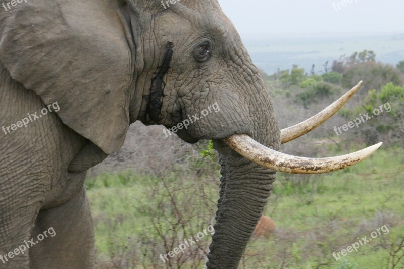 Elephant Kariega Animals Safari South Africa