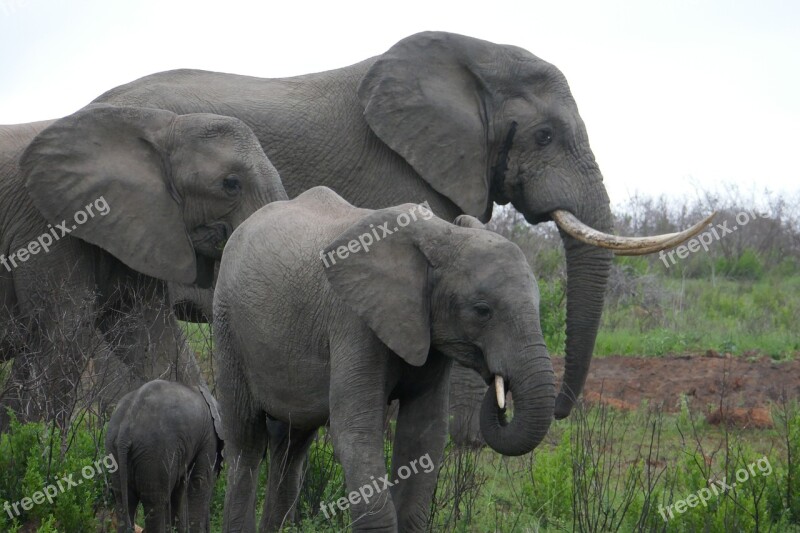 Elephants Family Elephant Kariega Animals