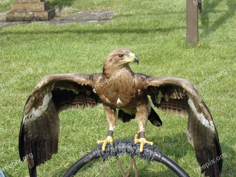 Steppe Eagle Eagle Raptor Bird Of Prey Bird Animal