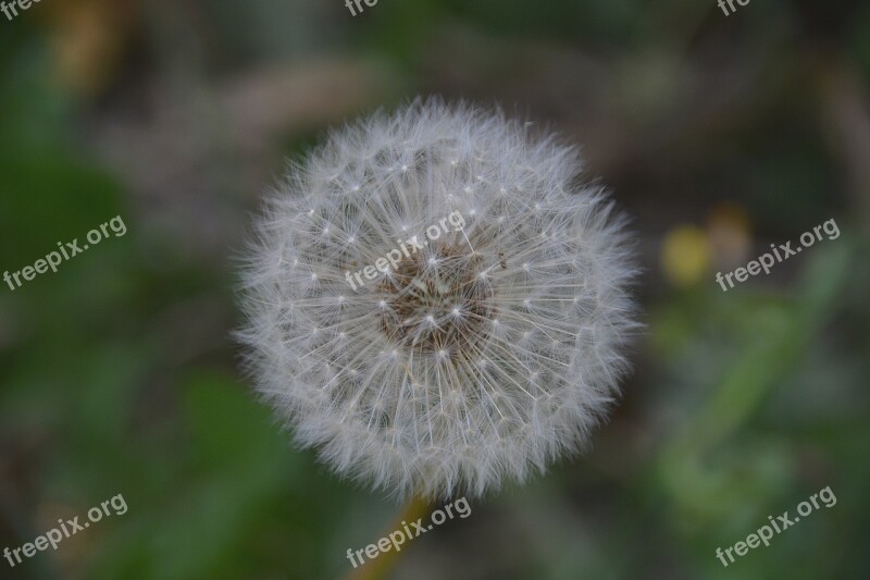 Flower Dandelion Flora White Nature